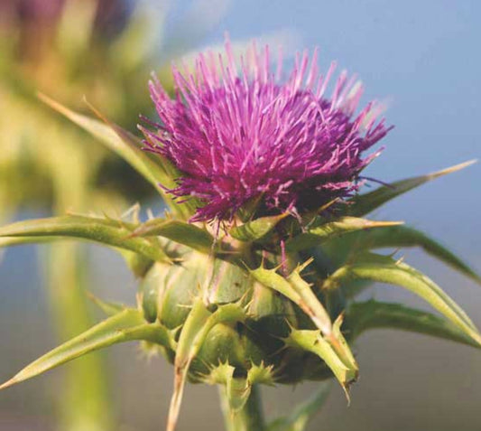 Milk Thistle: A Natural Remedy for Liver Health + Other Health Benefits